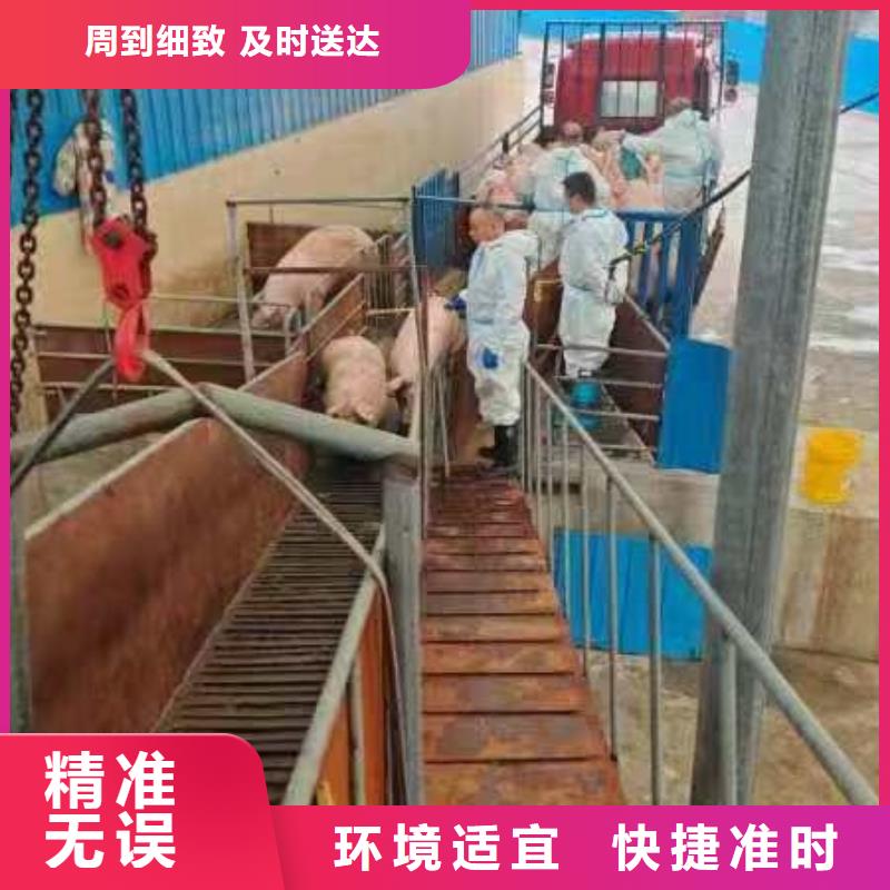 宿迁到垦利生猪运输规模宏大