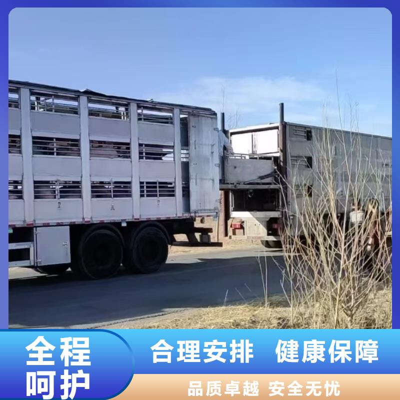 宿迁市泗阳到苏州二育运输精准无误
