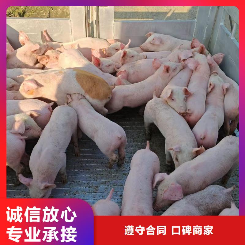 淮安到呼和浩特种猪运输-恒温车信誉良好