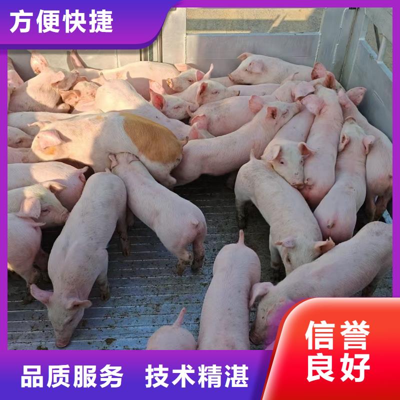江阴到沙县猪牛羊运输空调车口碑商家