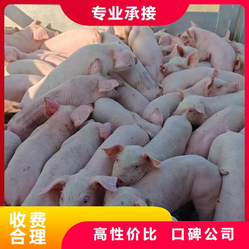 宿迁到兴安生猪空调车运输准时准点