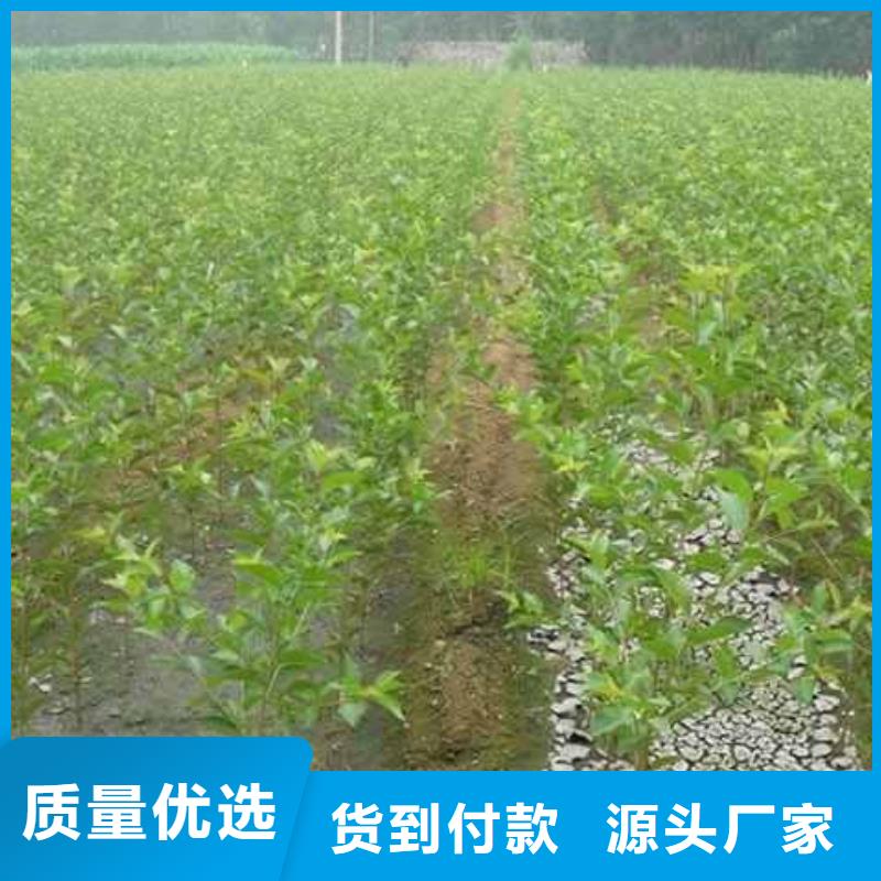 梨红香酥梨树苗严选用料欢迎新老客户垂询