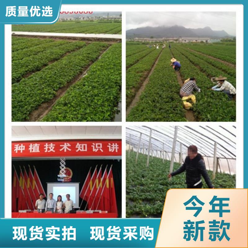 【草莓苗】,草莓苗价格自有生产工厂品质卓越
