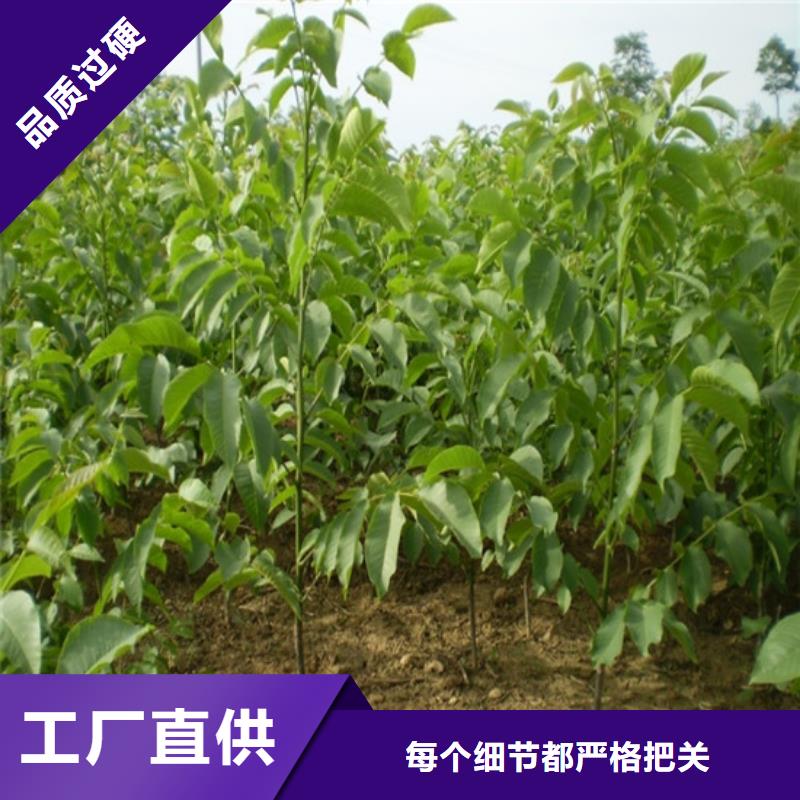 核桃苗-葡萄苗多年行业经验种类齐全
