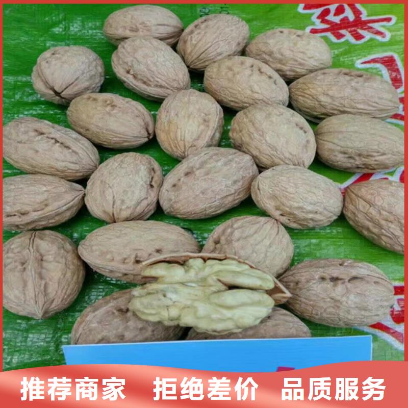 核桃苗-软籽石榴树苗常年供应当地服务商