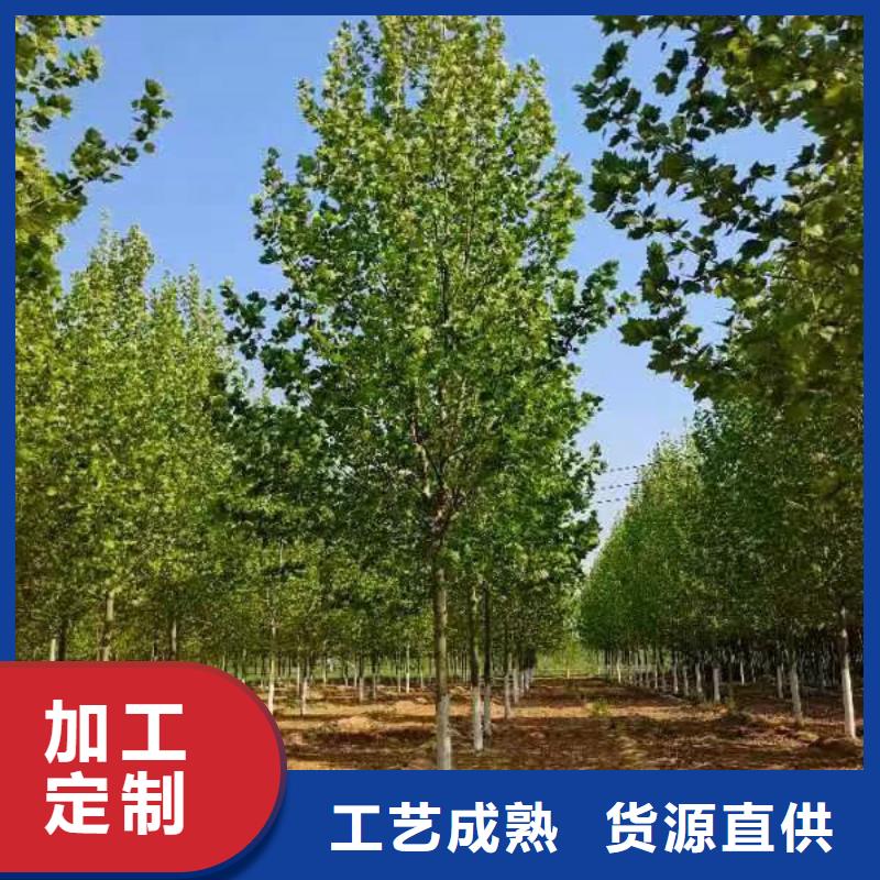 法桐美国红枫支持定制贴心售后讲信誉保质量