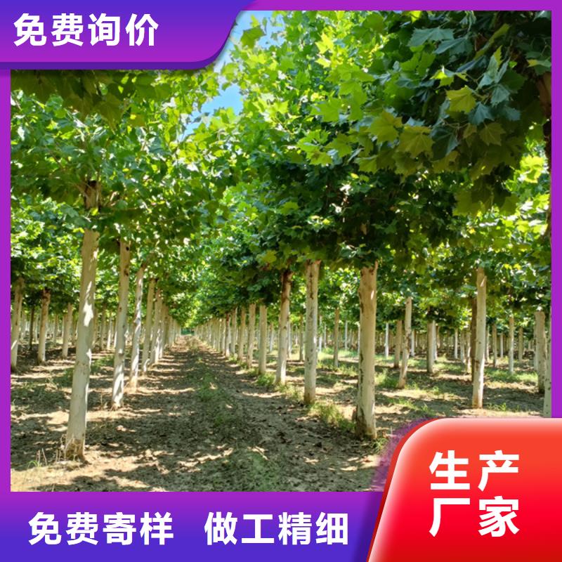 法桐金叶复叶槭免费安装当地经销商