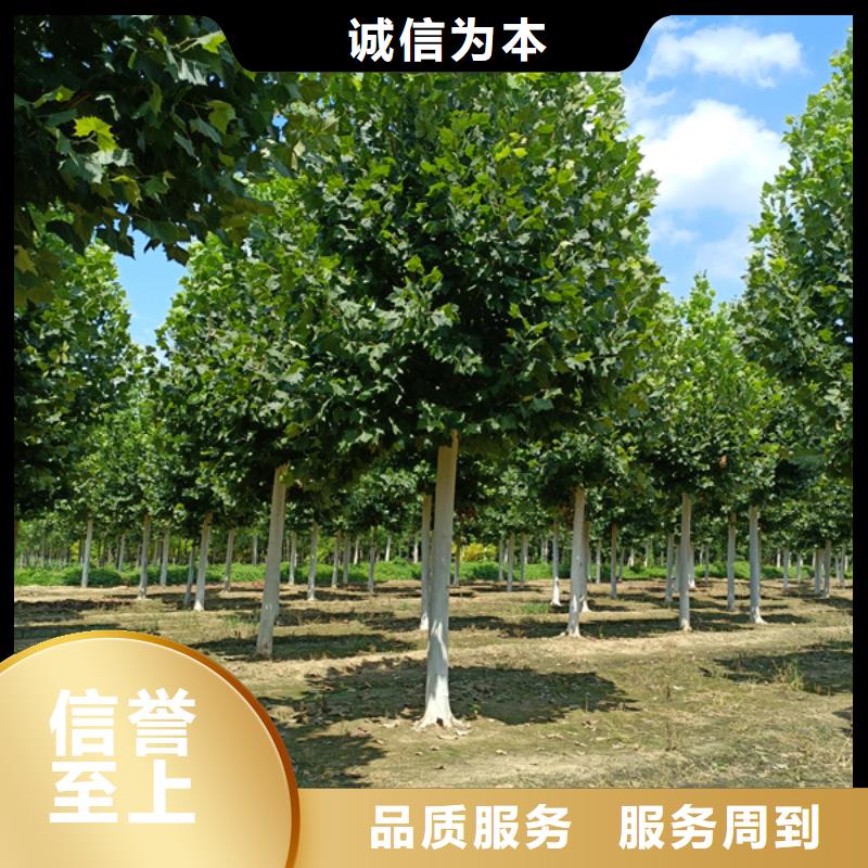 法桐金叶复叶槭精品优选现货批发