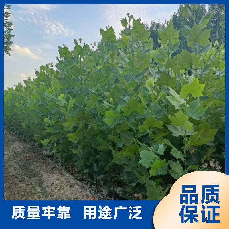 【法桐】国槐实力工厂极速发货