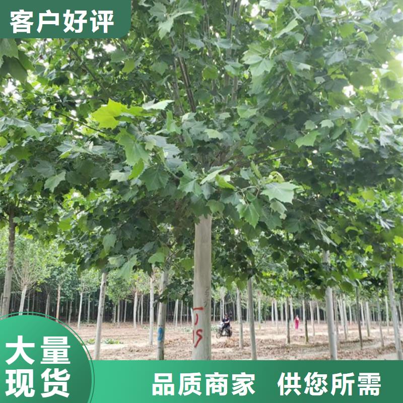 法桐-北京栾来图定制量大从优当日价格