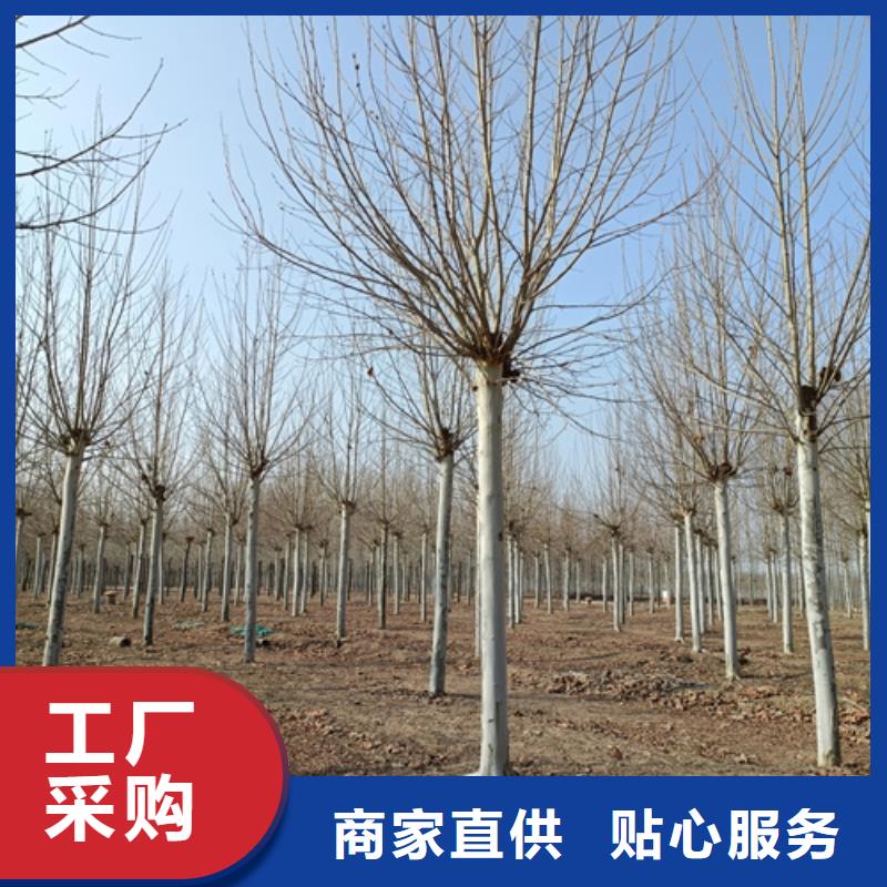 法桐【黄金槐】支持批发零售专业生产厂家