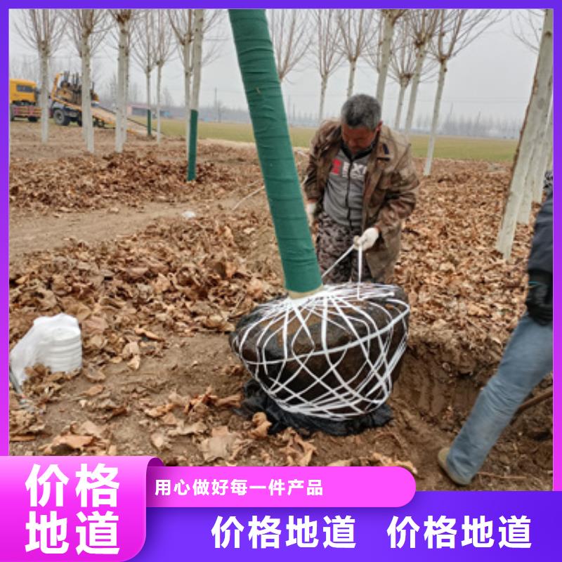 法桐秋紫白蜡交货准时当地供应商