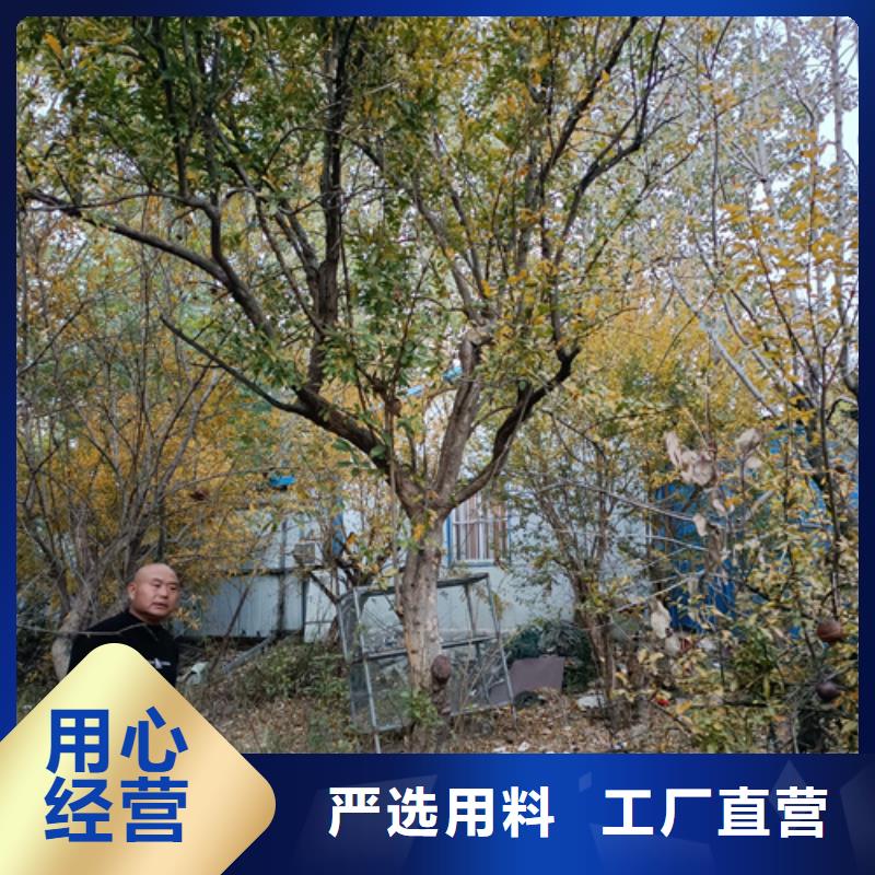 法桐樱花现货直供细节严格凸显品质