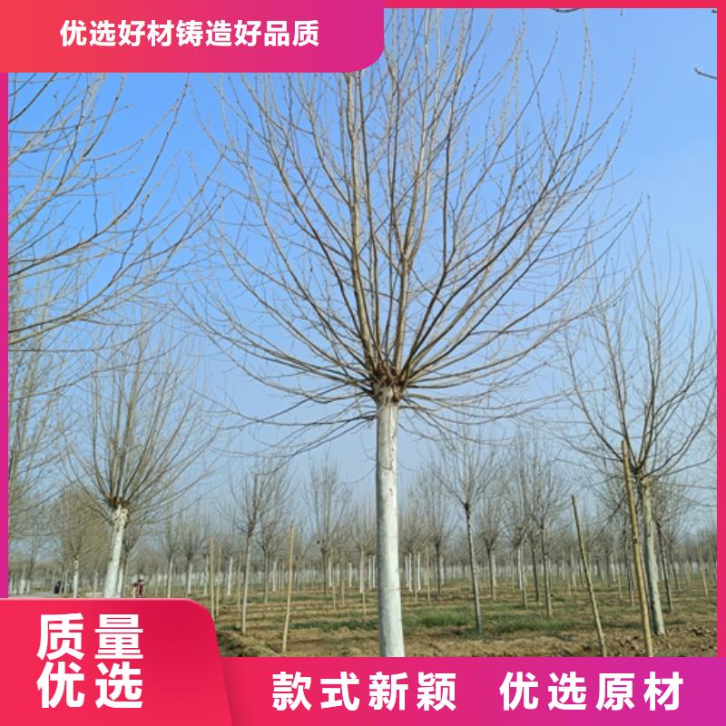 【法桐】-原生冠法桐设备齐全支持定制品质可靠
