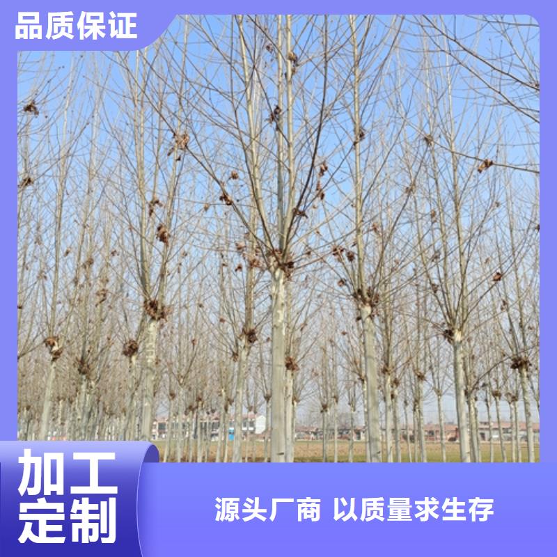 法桐【白蜡】售后无忧同城生产商