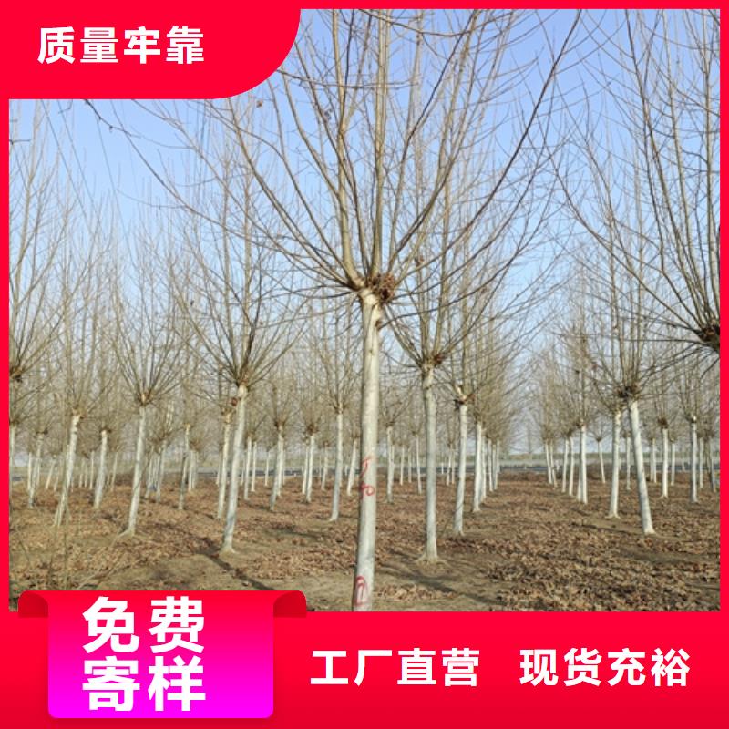 法桐,秋紫白蜡专业生产设备的简单介绍