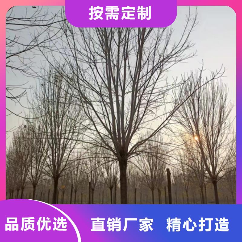 【法桐】五角枫认准大品牌厂家当地生产厂家