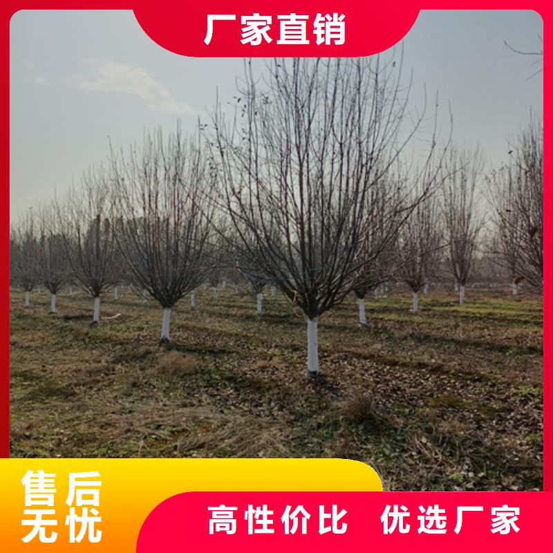 法桐-国槐现货实拍专业生产品质保证