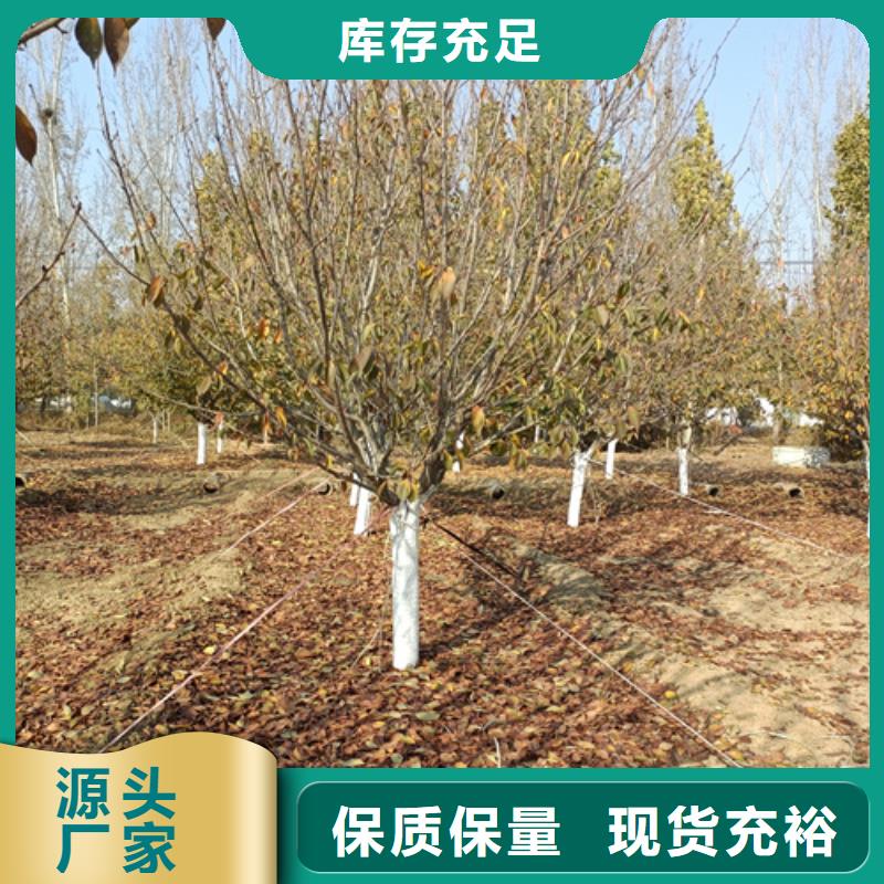 法桐白蜡用途广泛精工制作