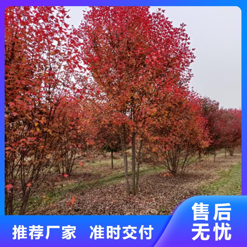 【法桐】樱花快速发货真正的源头厂家
