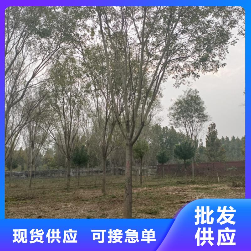 【法桐】国槐一站式采购商家当地生产商