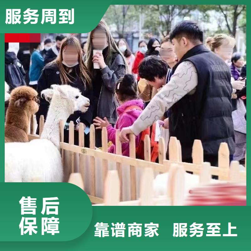 马戏团/羊驼-【海狮表演出租】实力商家信誉保证