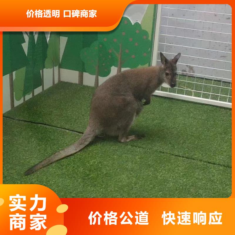 马戏团/羊驼_环球飞车表演出租明码标价品质好