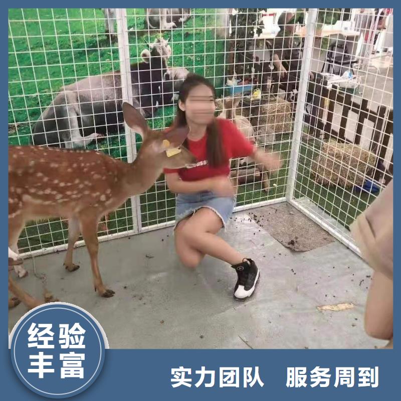 马戏团/羊驼海狮演出优质服务信誉良好