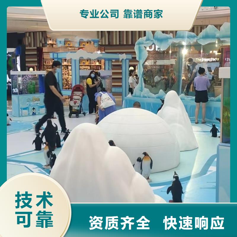 海洋主题动物表演【活体羊驼租赁】一站式服务长期合作