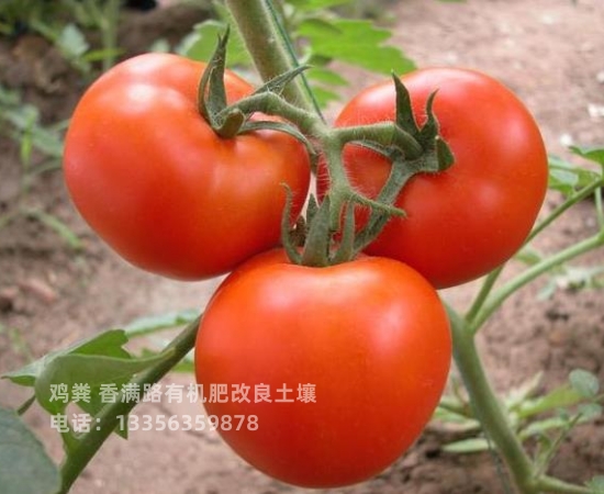 发酵鸡粪好的有机肥
