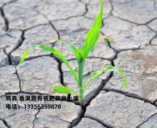 干鸡粪块肥沃庄稼地土壤
