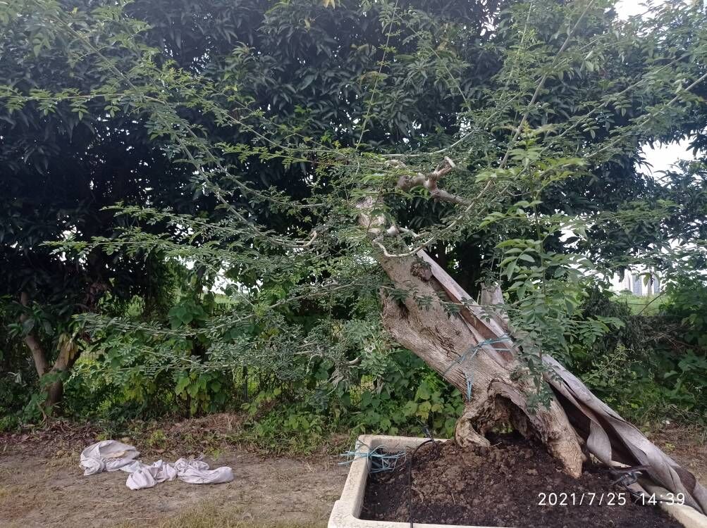 土壤固化剂_沙土固化剂实体厂家