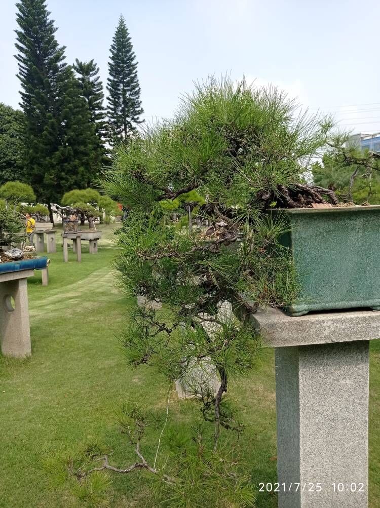 河湖疏浚土壤固化淤泥固化剂货源