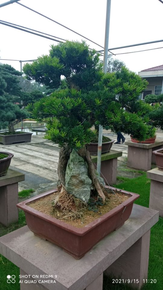 古建筑文物屋面防水维修污泥改性剂厂家报价